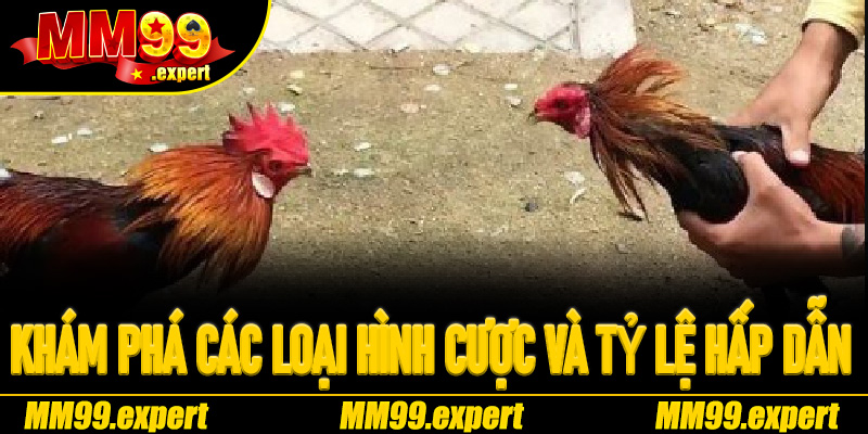 Khám phá các loại hình cược và tỷ lệ hấp dẫn trong Đá Gà Trực Tuyến MM99
